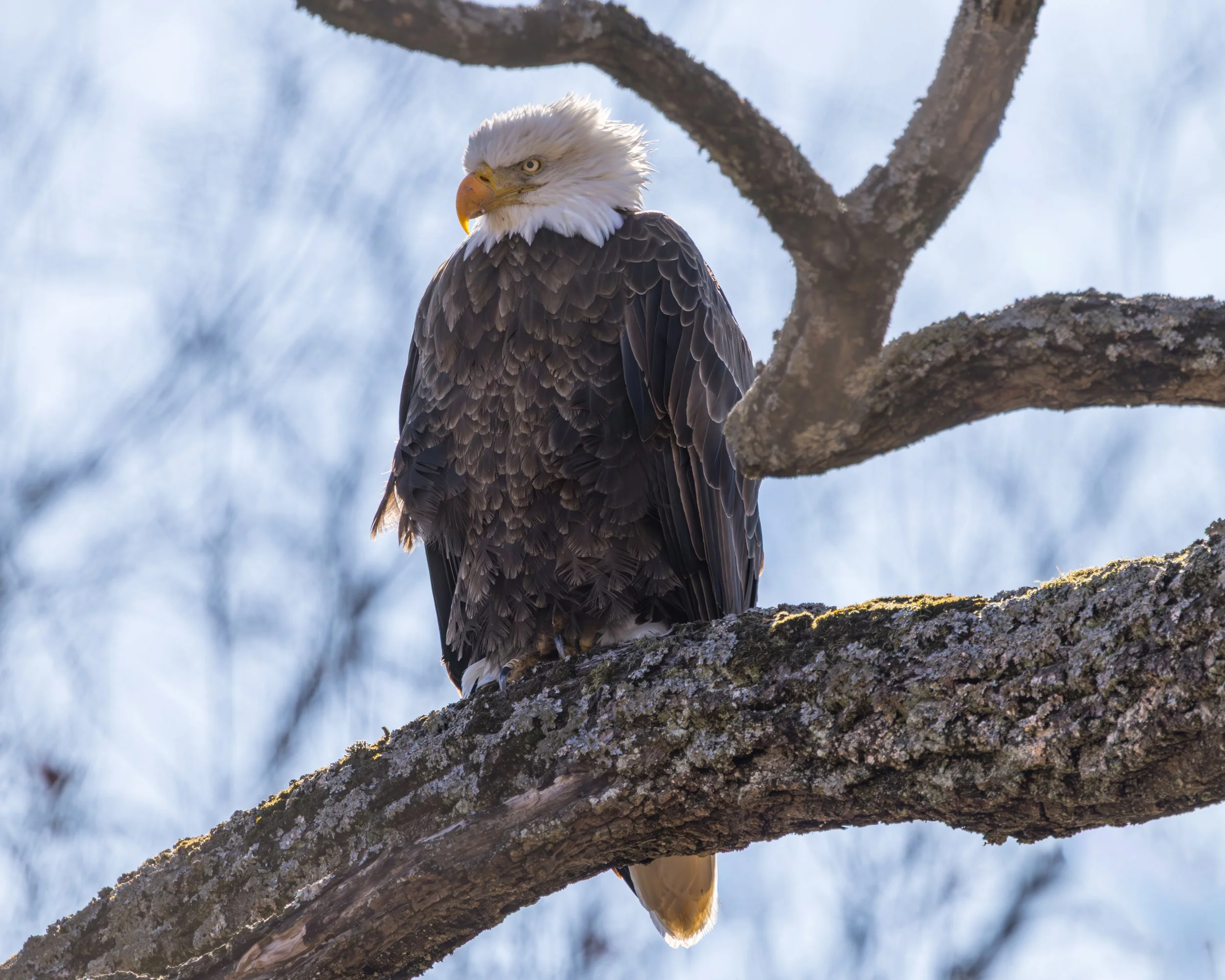BaldEagle.jpg