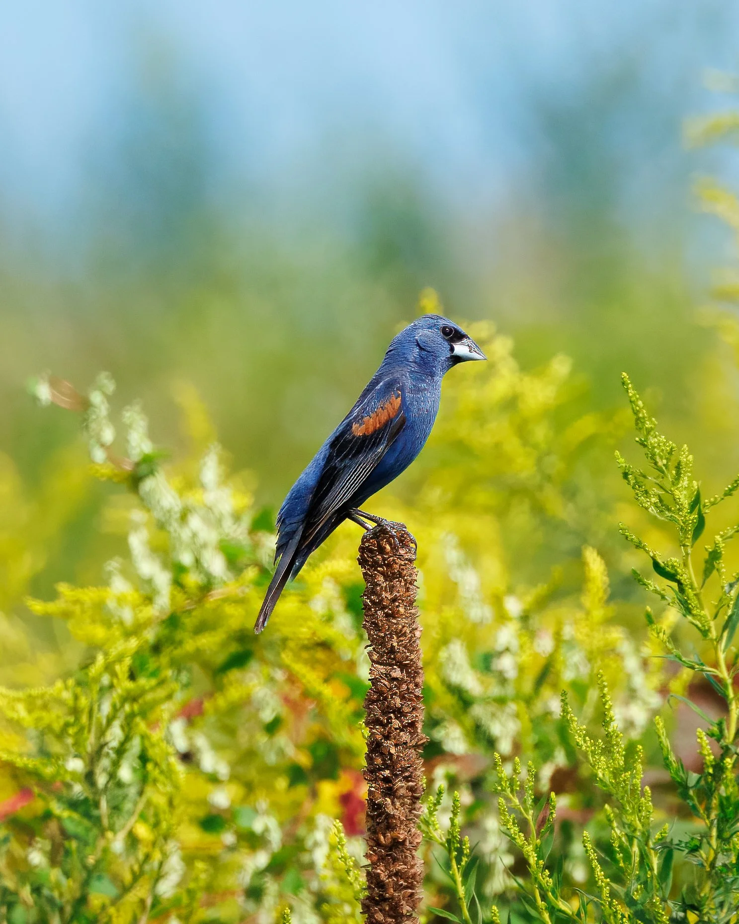 BlueGrosbeak1.jpg