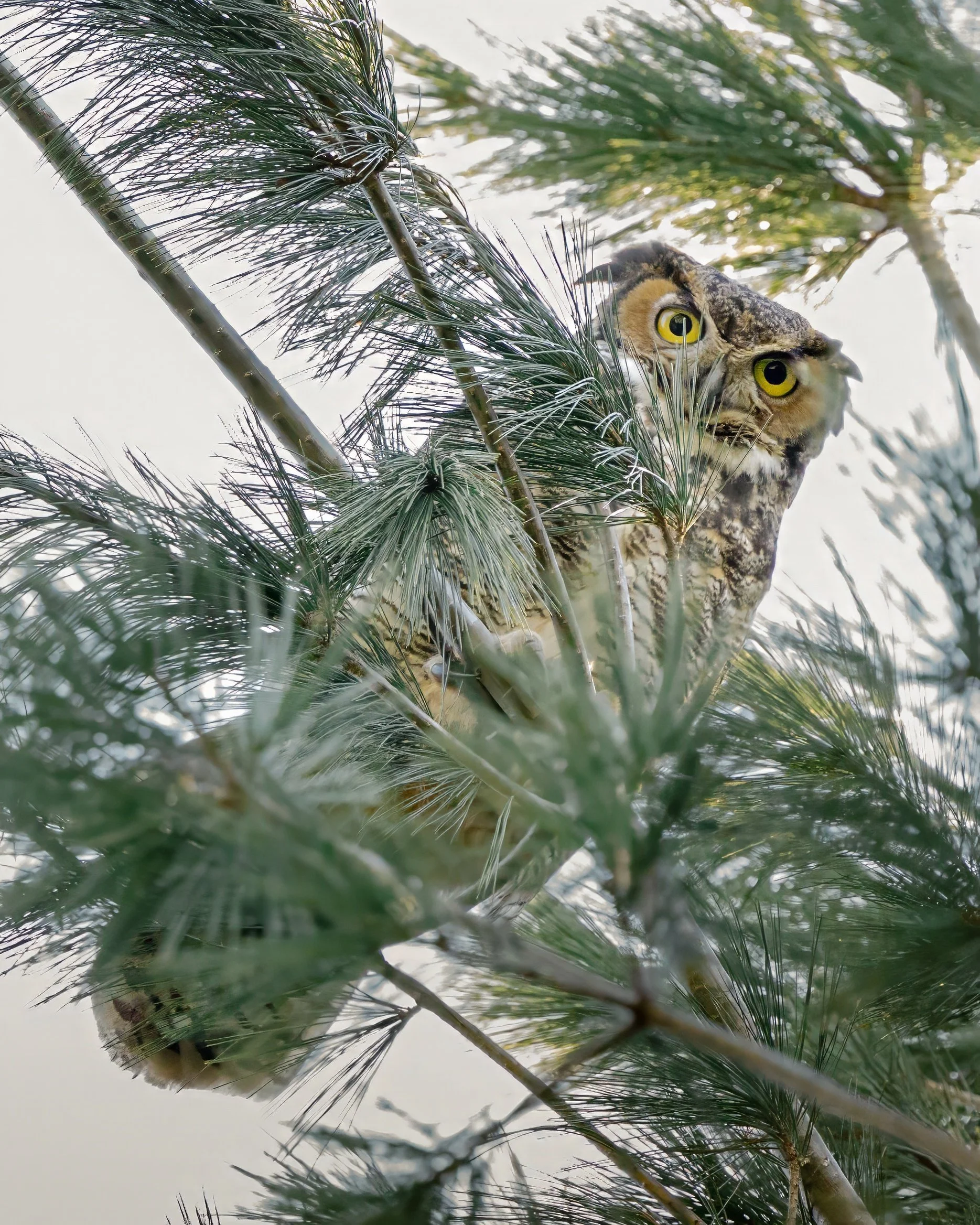 Great Horned Owl.jpg