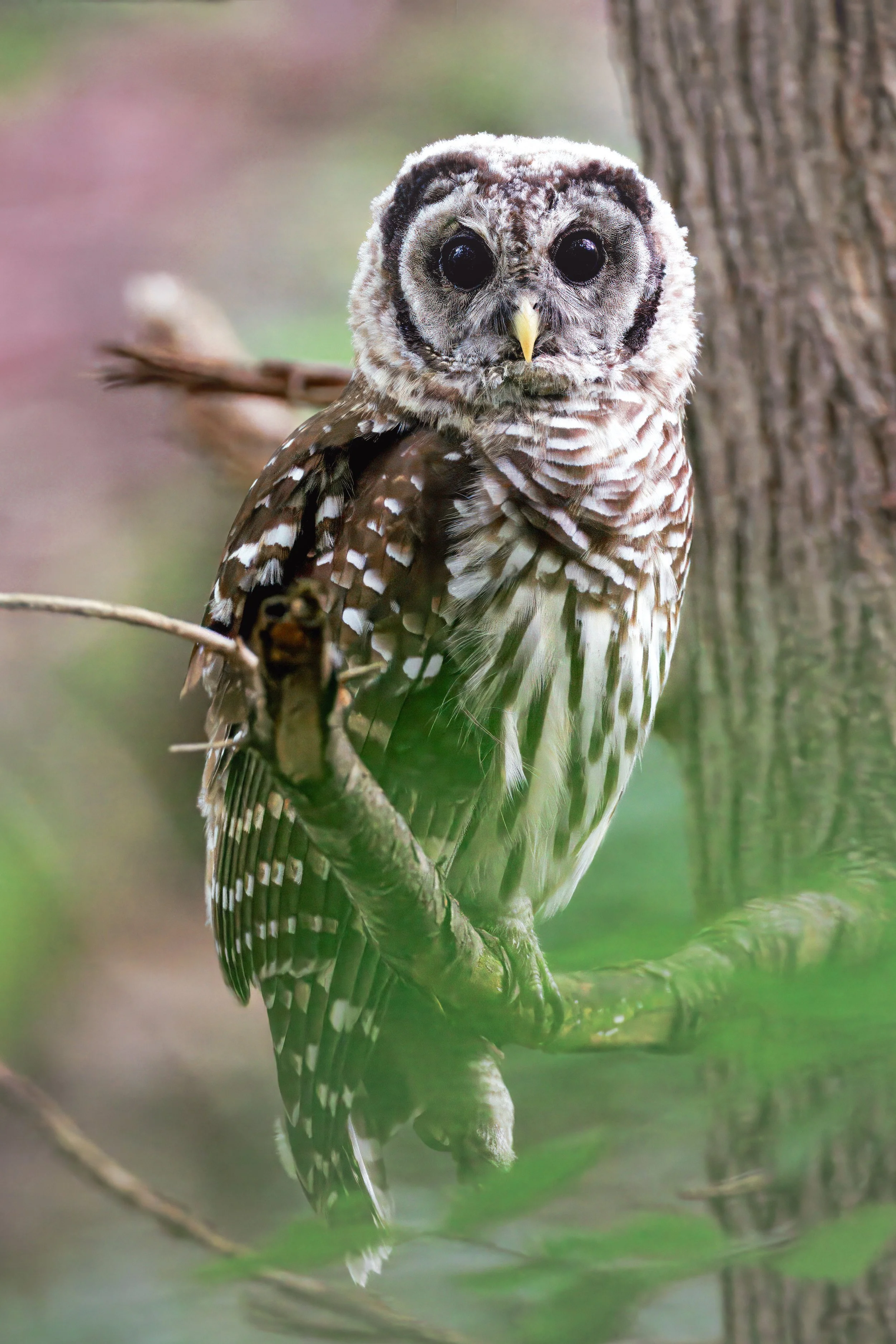 Wildlife