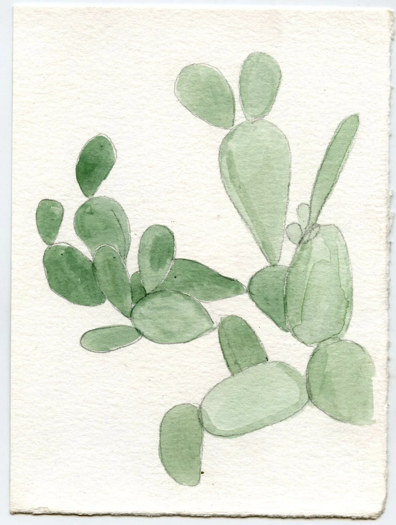 cactus.jpg