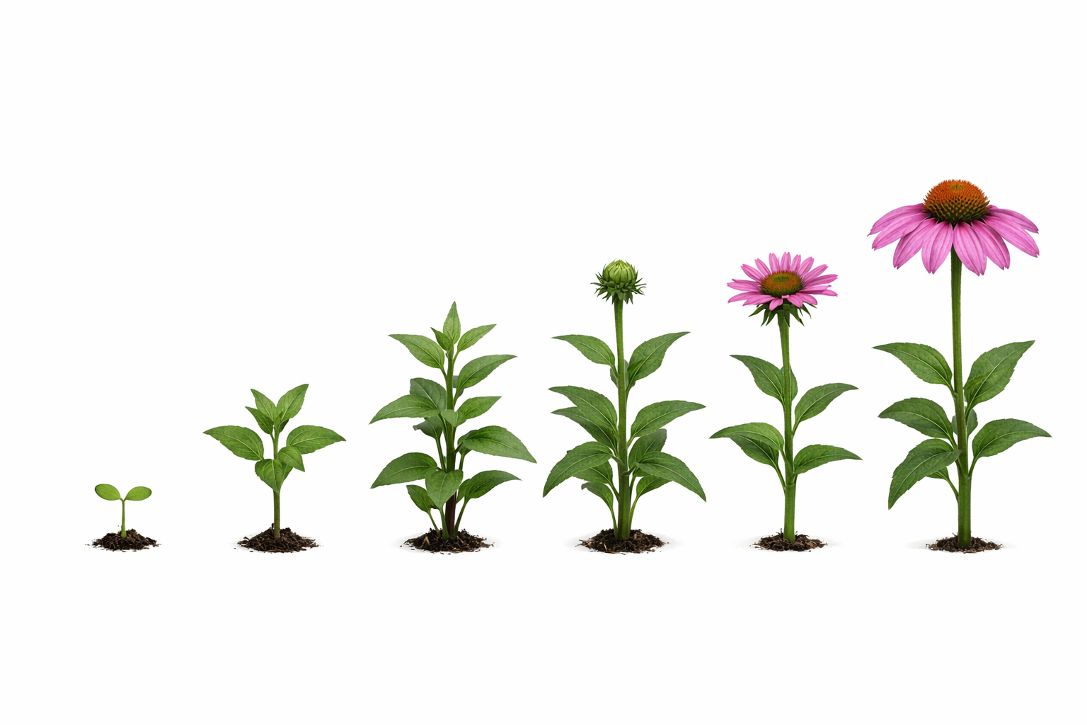 6 flowers.png (Copy)