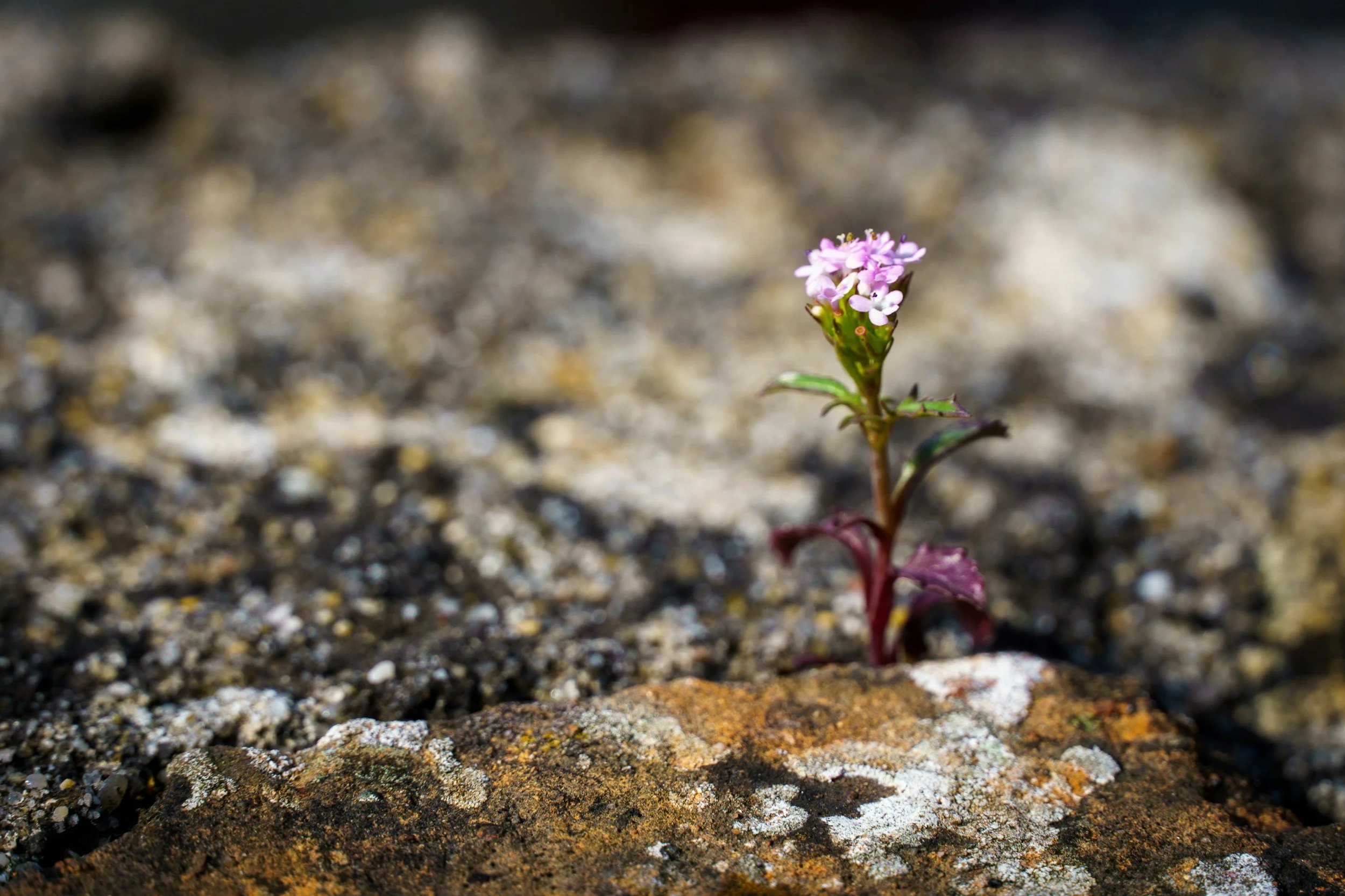 A small pink flower growing from rocky soil.