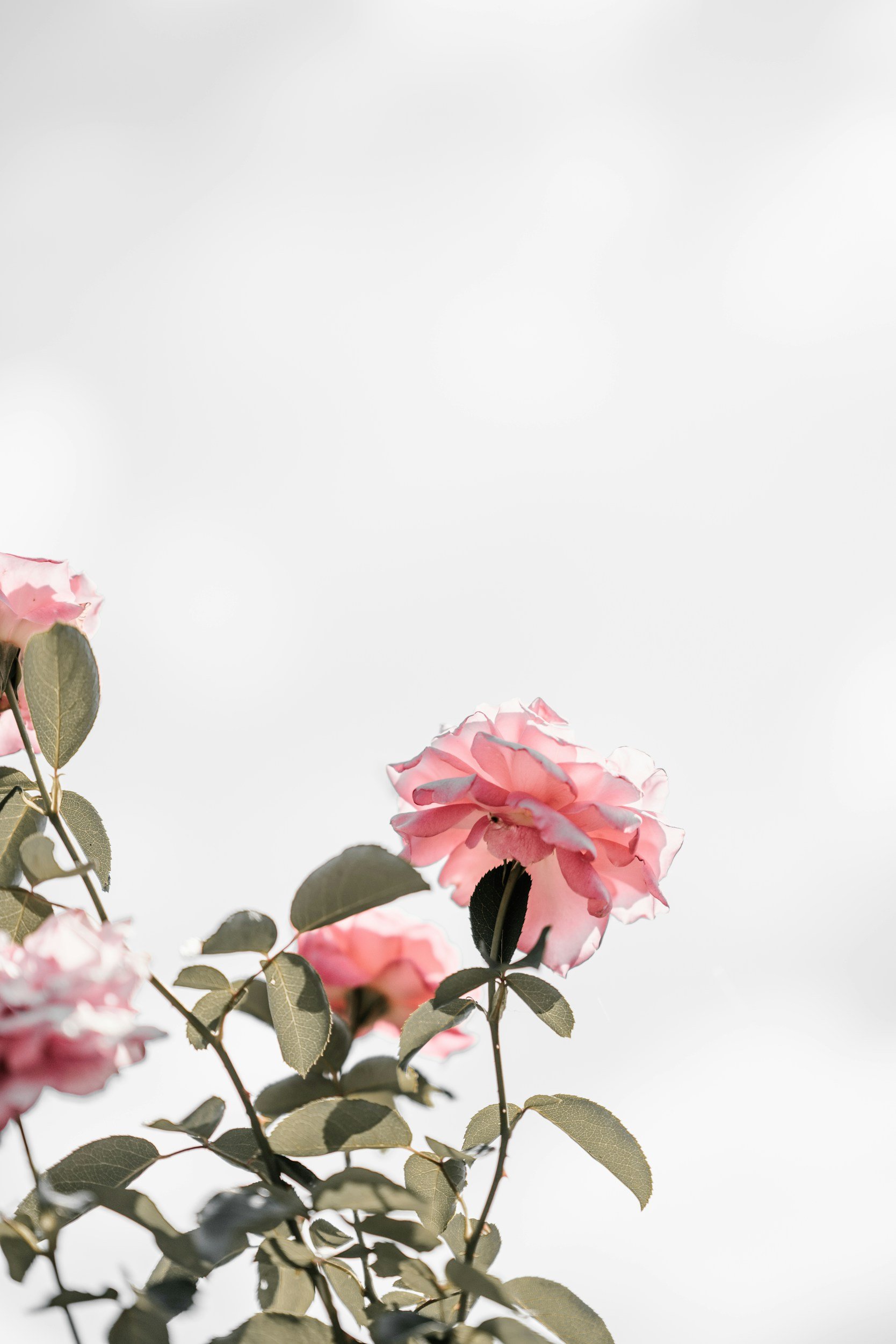 Pink roses on green stems with grey-green leaves against a light, cloudy sky background.