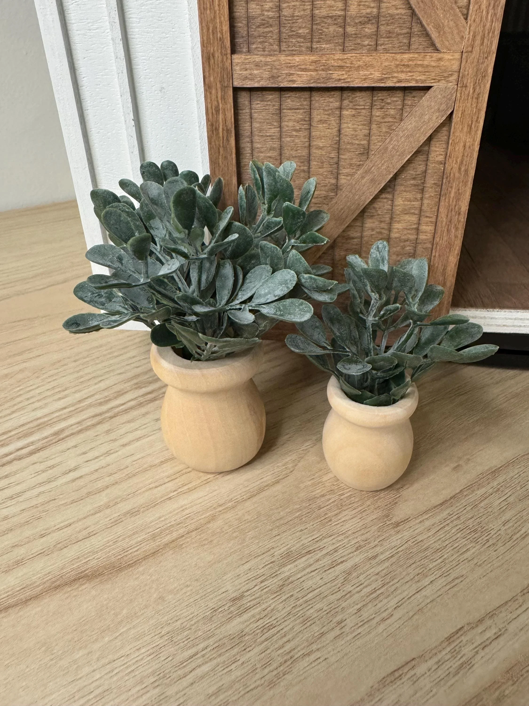 Boxwood Potted Plant
