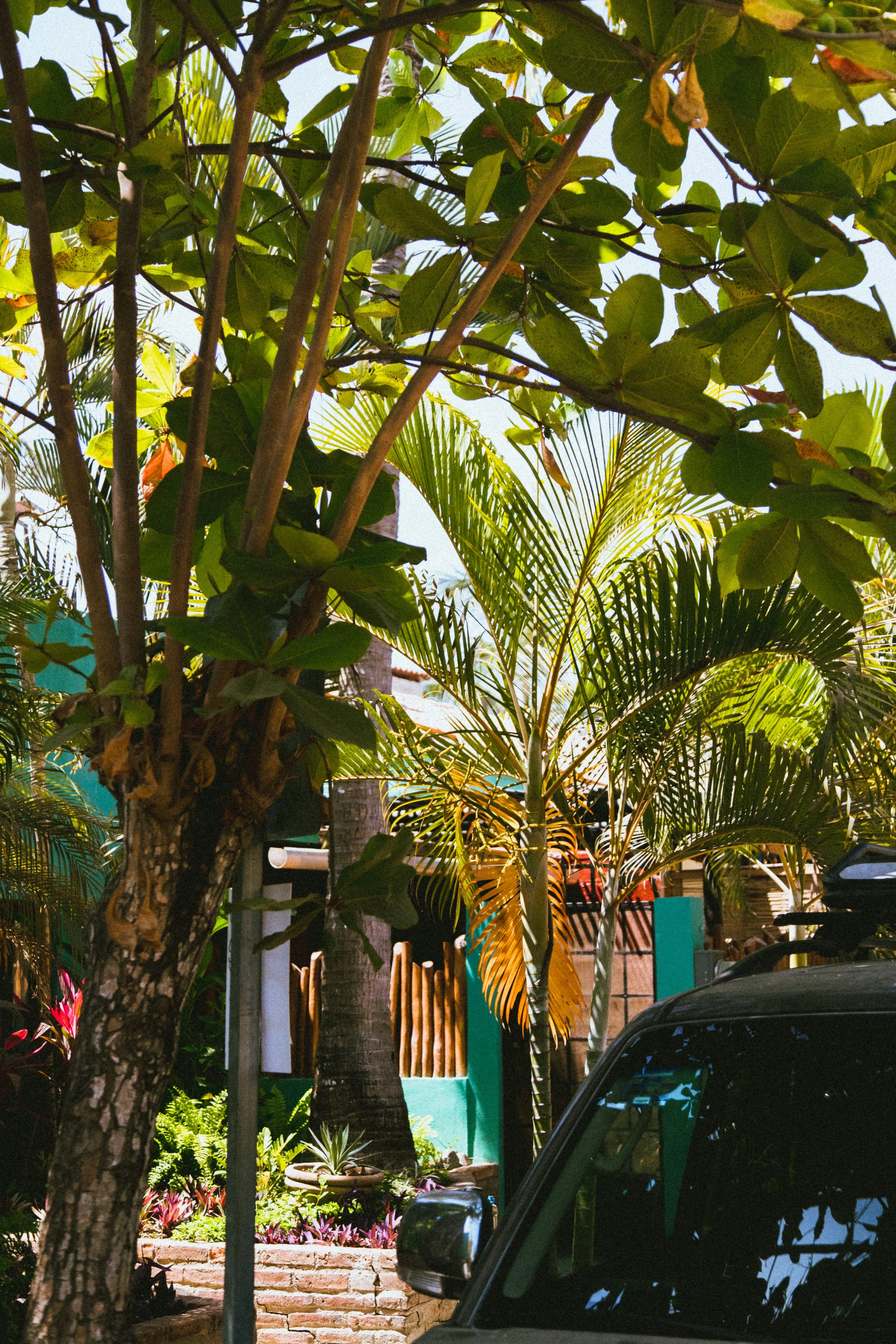 Tropical garden scene with lush green trees and plants, including palm trees, with a parked vehicle partially visible in the foreground.
