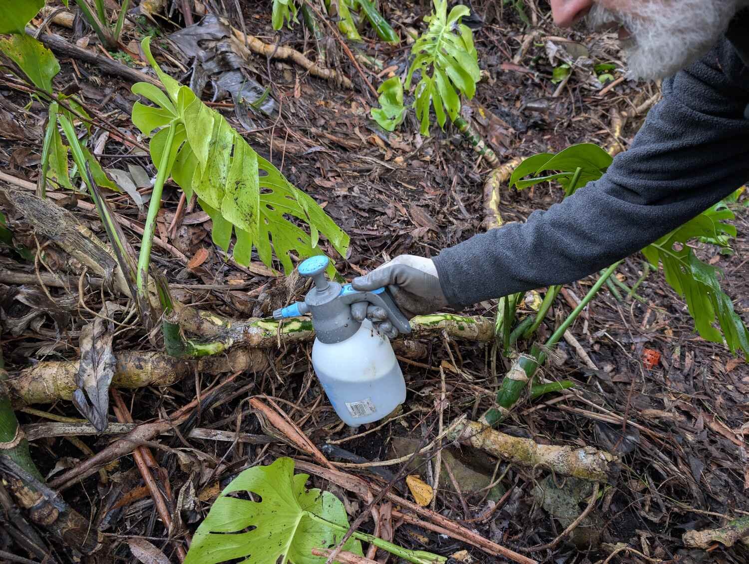 Weed control in bushland settings