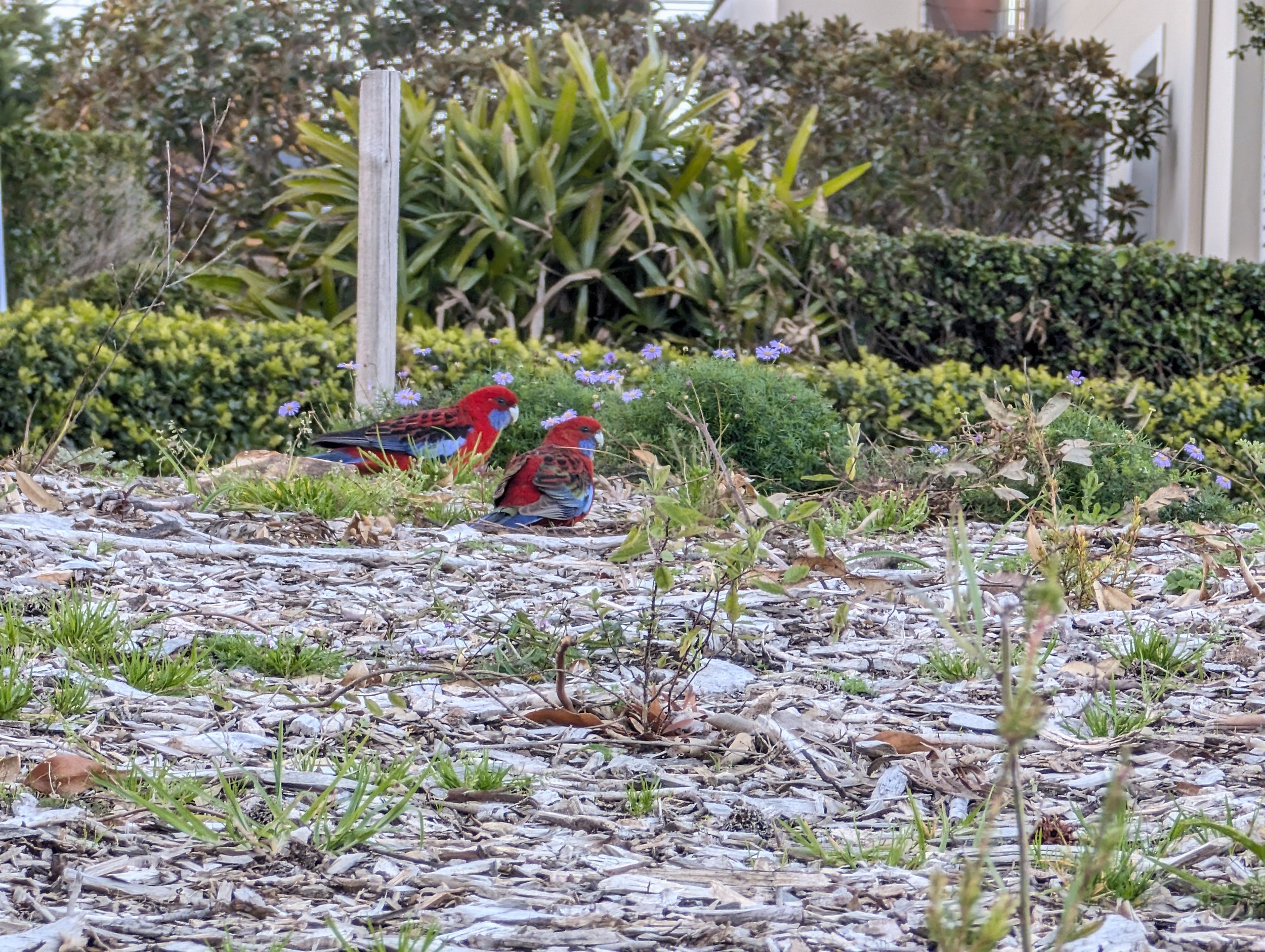 Native birds foraging through native grass seed