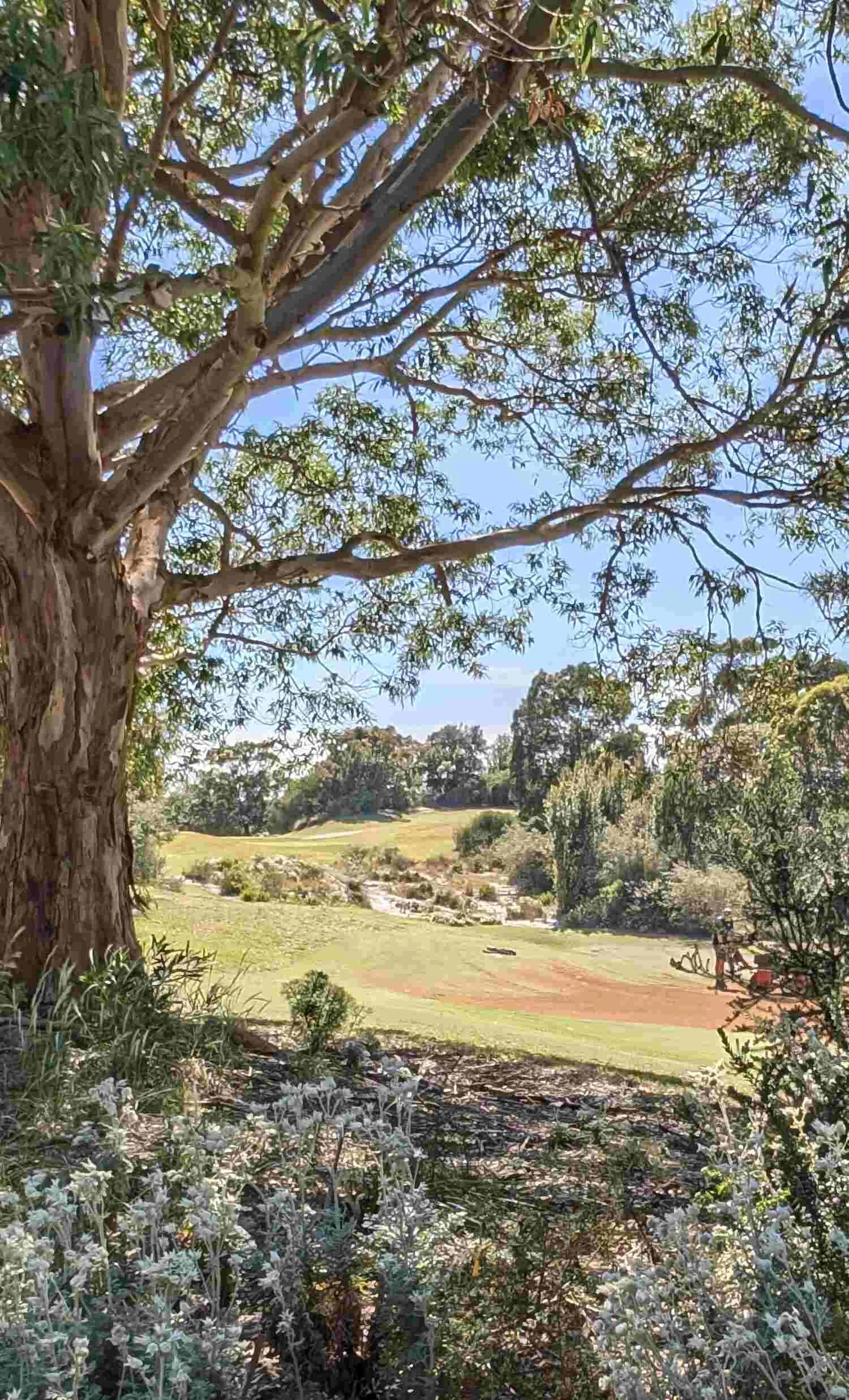 A large tree with a thick trunk and spreading branches in the foreground, with a landscape of grassy hills, trees, and a blue sky in the background.