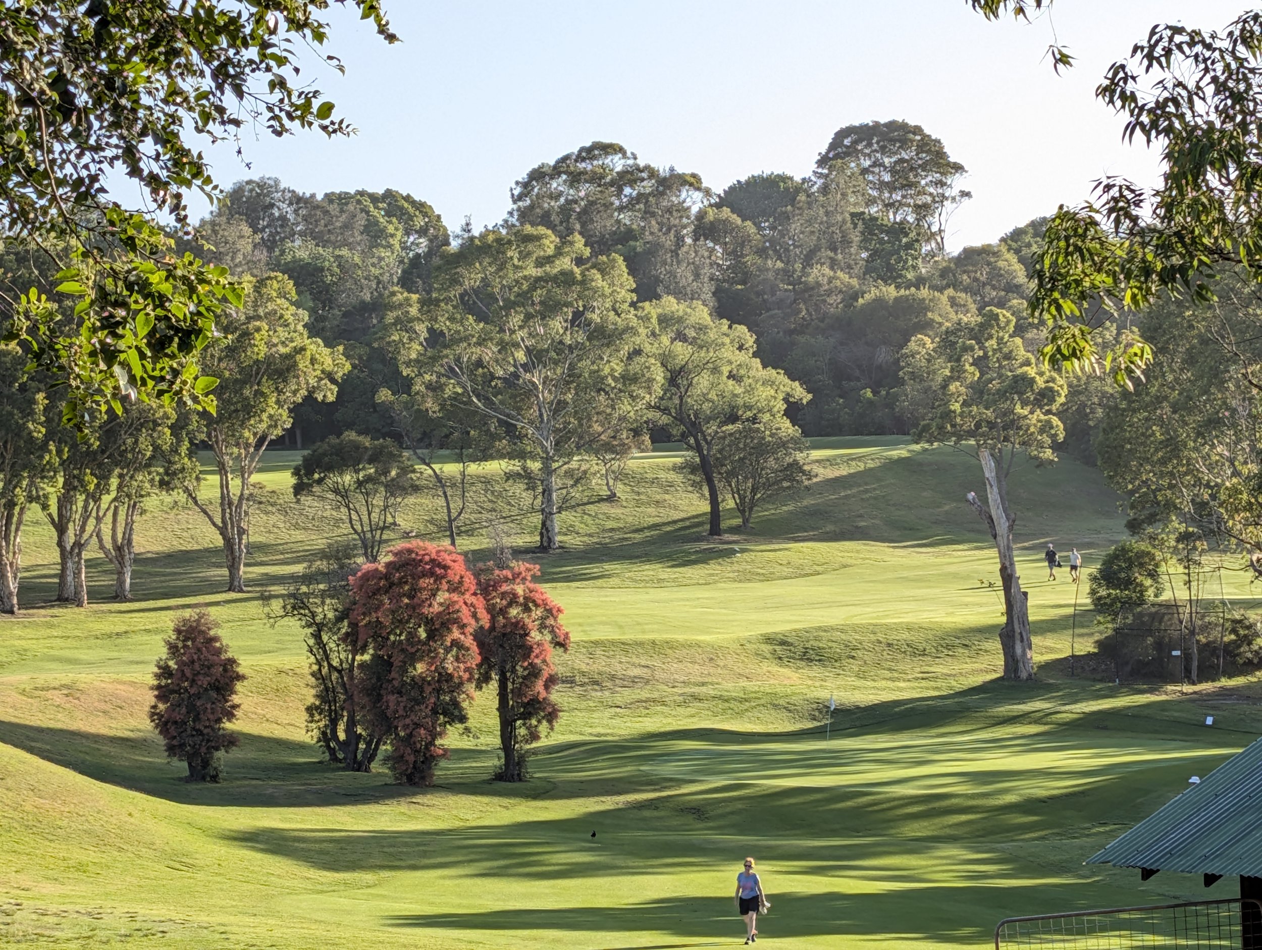 Remnant Ceratopetalum gummiferum putting on a show
