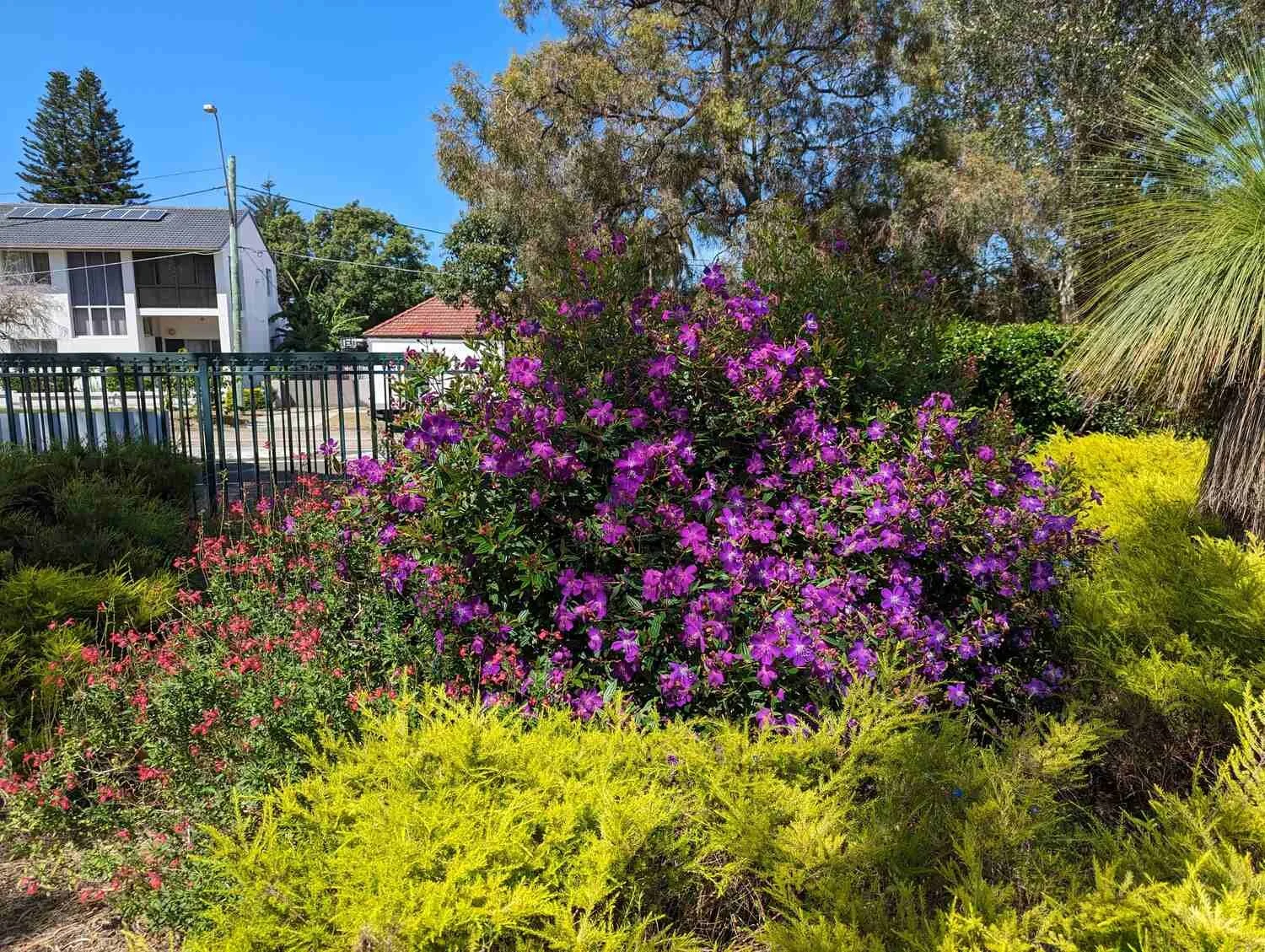 Colorful garden with purple, pink, and yellow flowers, green shrubs, trees, and a house in the background under a clear blue sky.