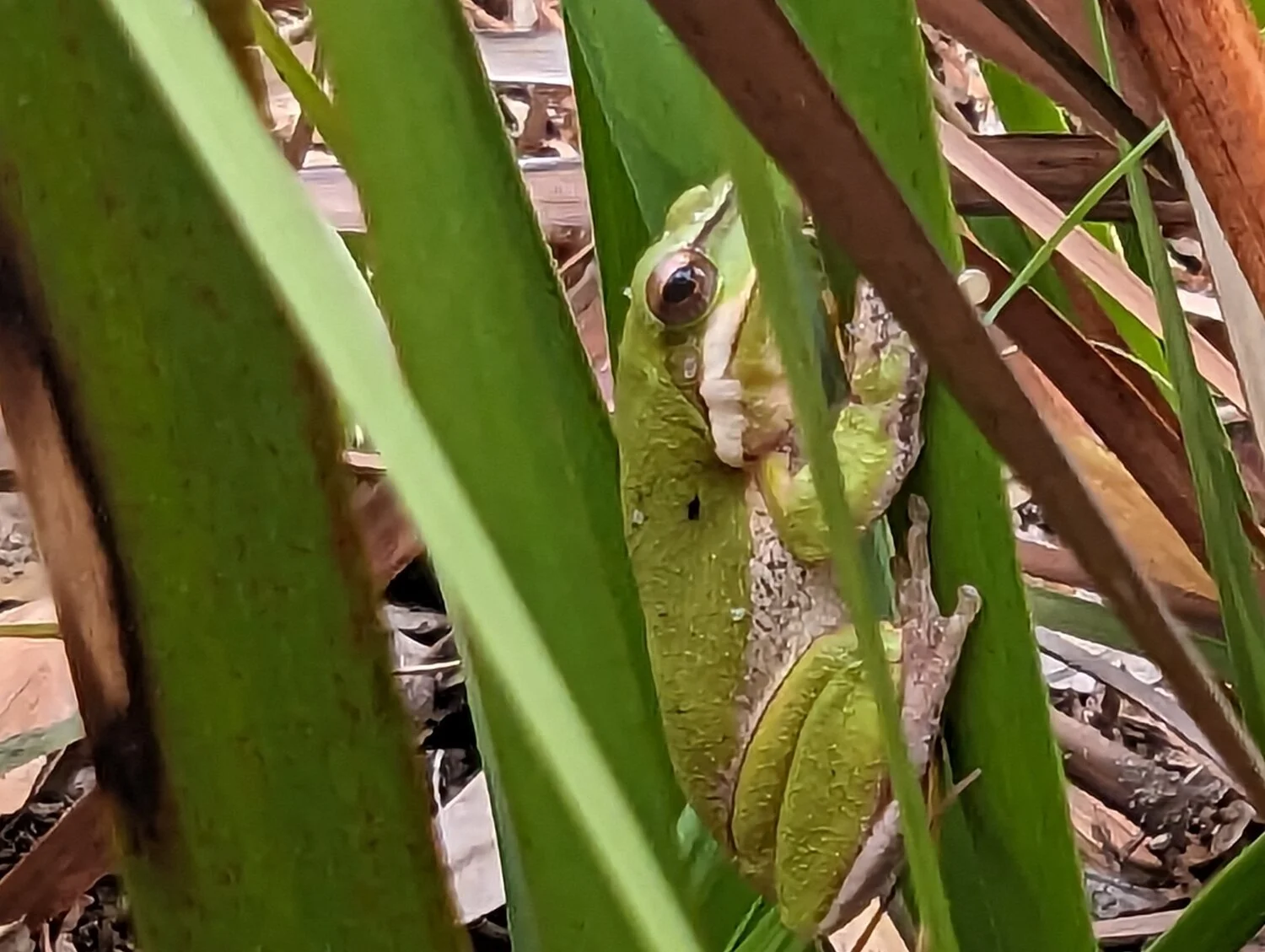 A green tree frog nestled among green grass and dried leaves.