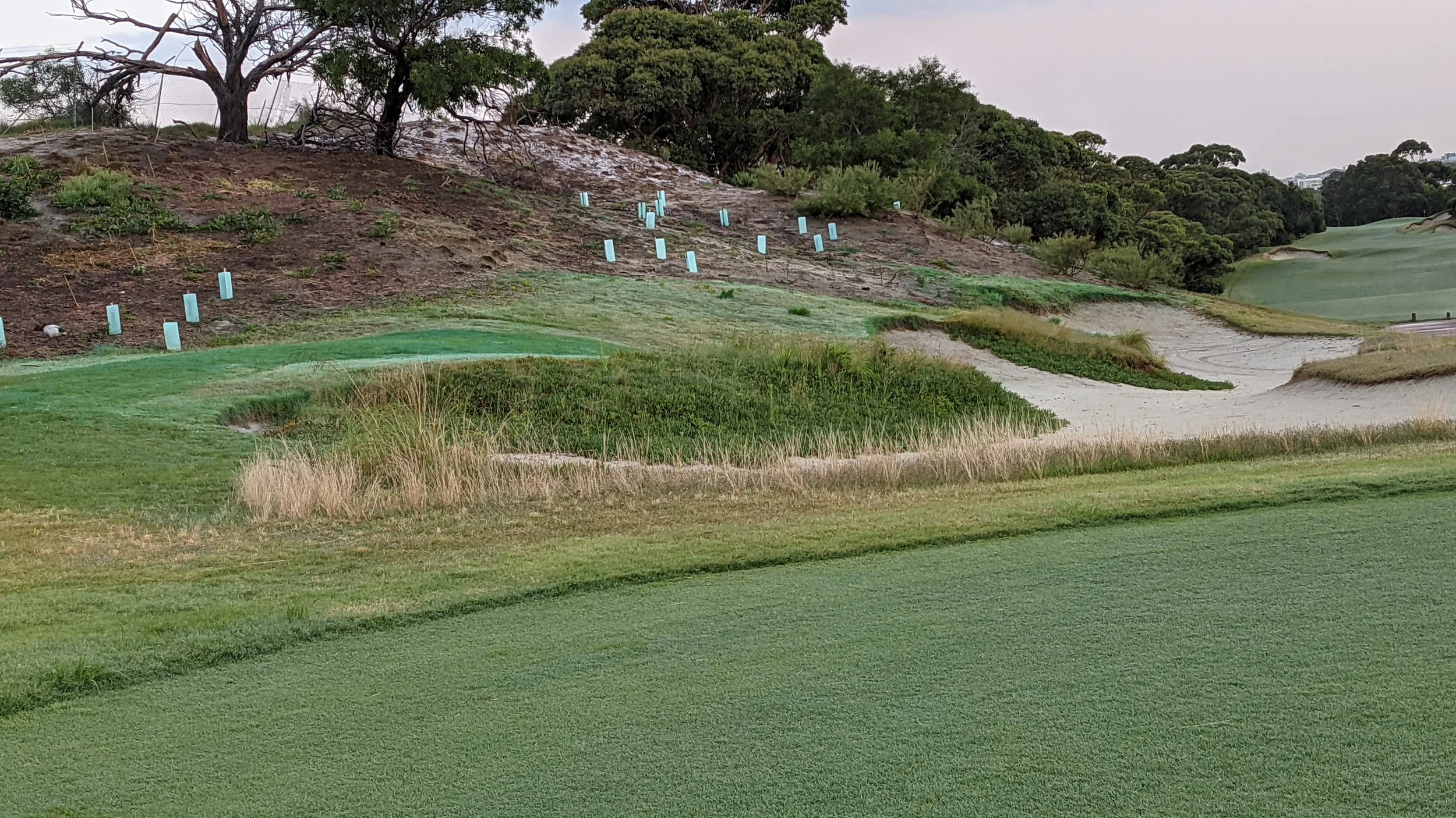 Hill once inhabited by Eragrostis curvula  (Love Grass)