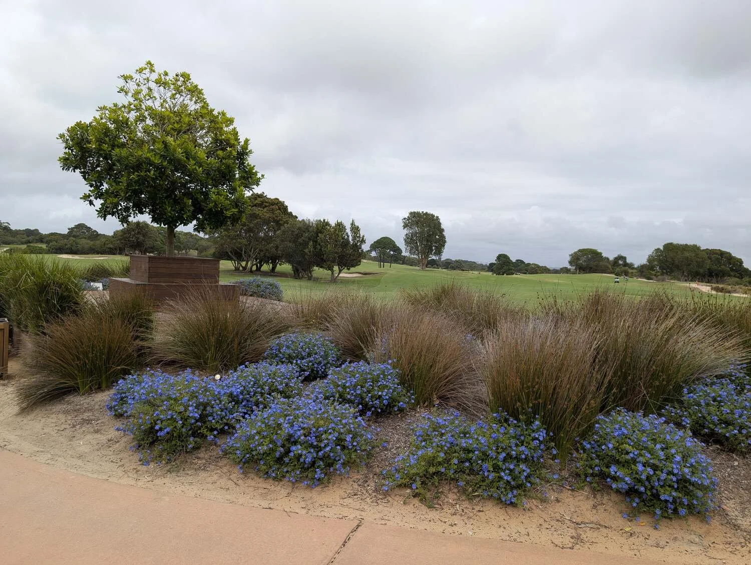 A landscaped area on a golf course with purple flowers, tall grasses, and a large tree on a cloudy day.