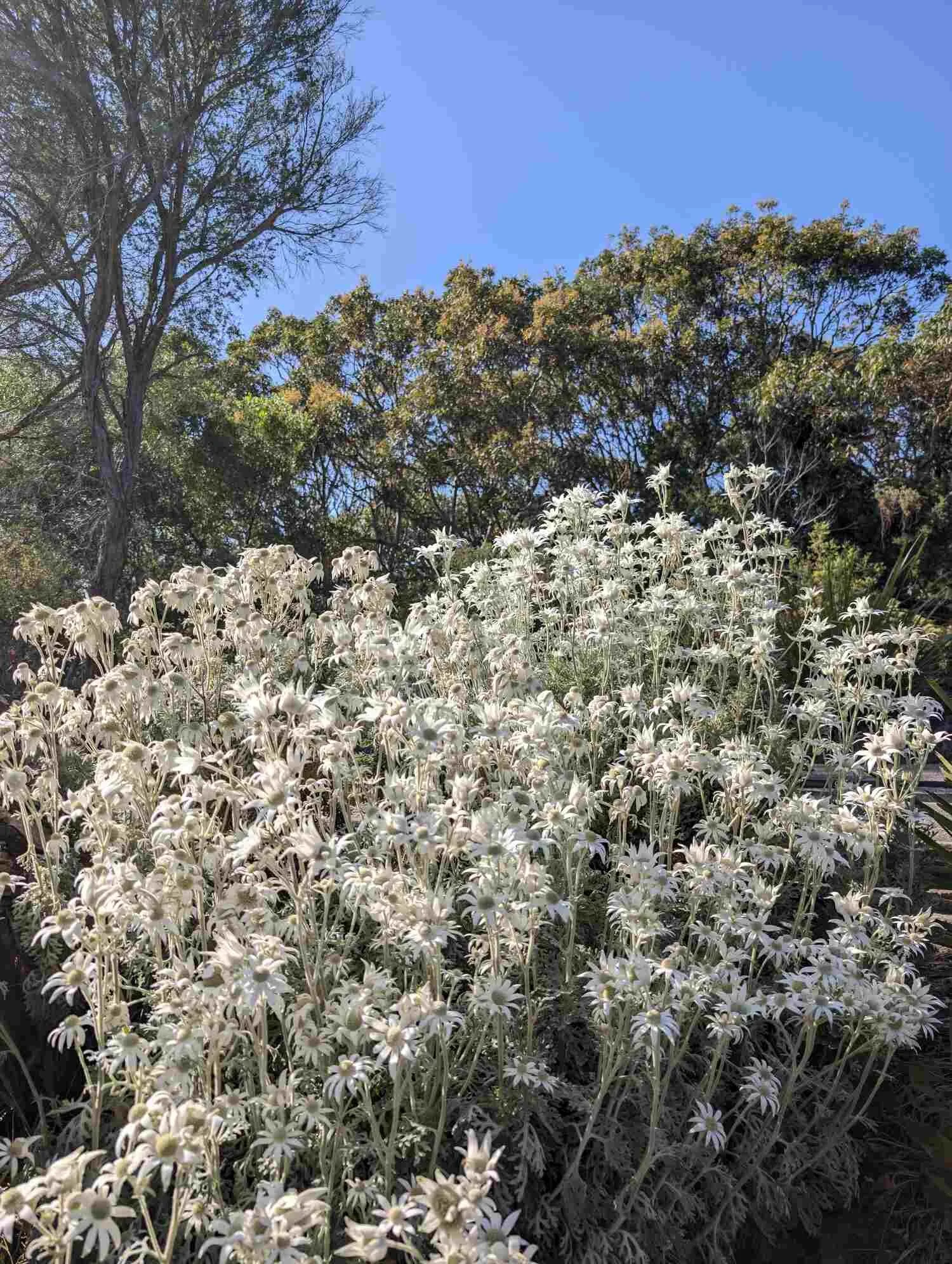 A large patch of white flowers with green foliage against a backdrop of trees and a clear blue sky.