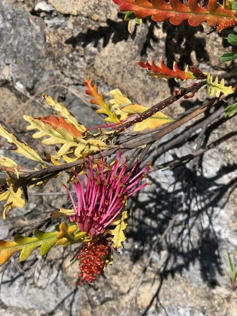 "Reality and Shadows", $100