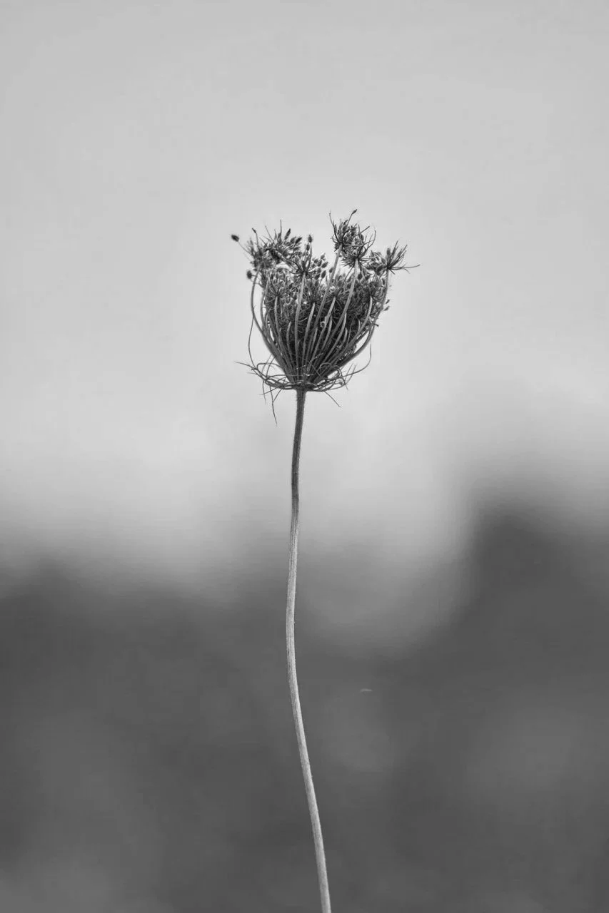 Learning To Grow with Grace