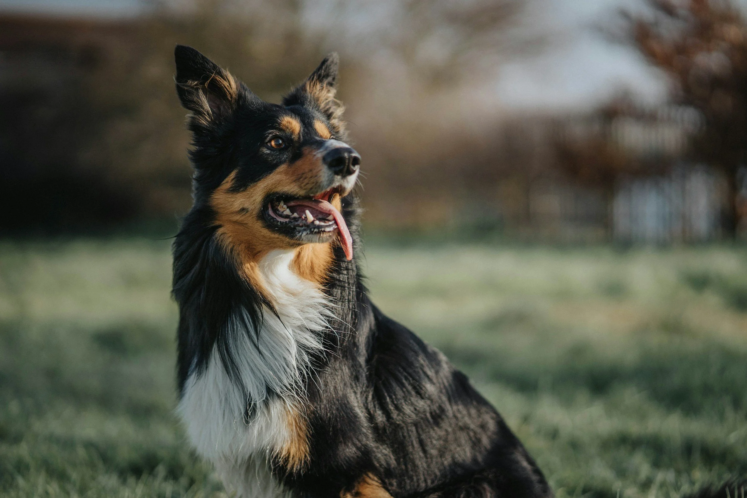Australian Shepherd dog sitting outdoors with a blurred background of trees and grass, looking to the right with tongue hanging out.
