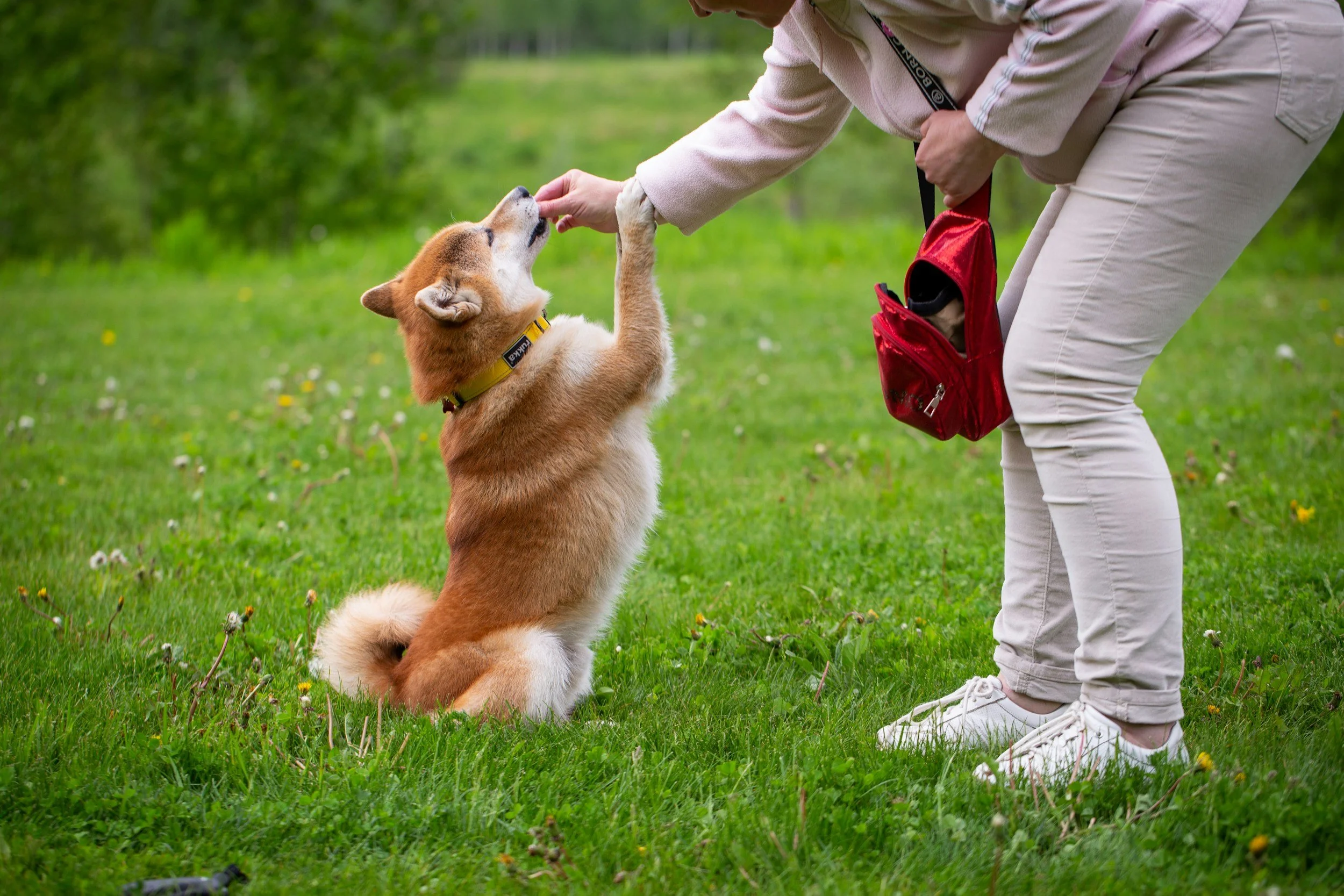 A person wearing beige pants and a beige jacket is bending down outdoors on a grassy field, petting a sitting Shiba Inu dog with a yellow collar. The person is holding a red pouch and is interacting gently with the dog, which is reaching up with its paw.