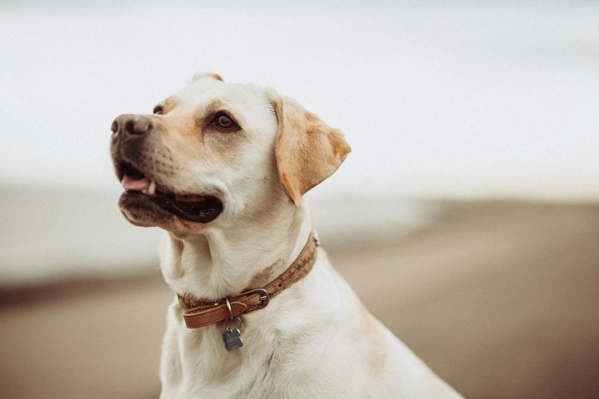A close-up of a yellow Labrador Retriever dog with brown eyes, a pink tongue slightly visible, wearing a brown collar with a bone-shaped tag, against a blurred neutral background.