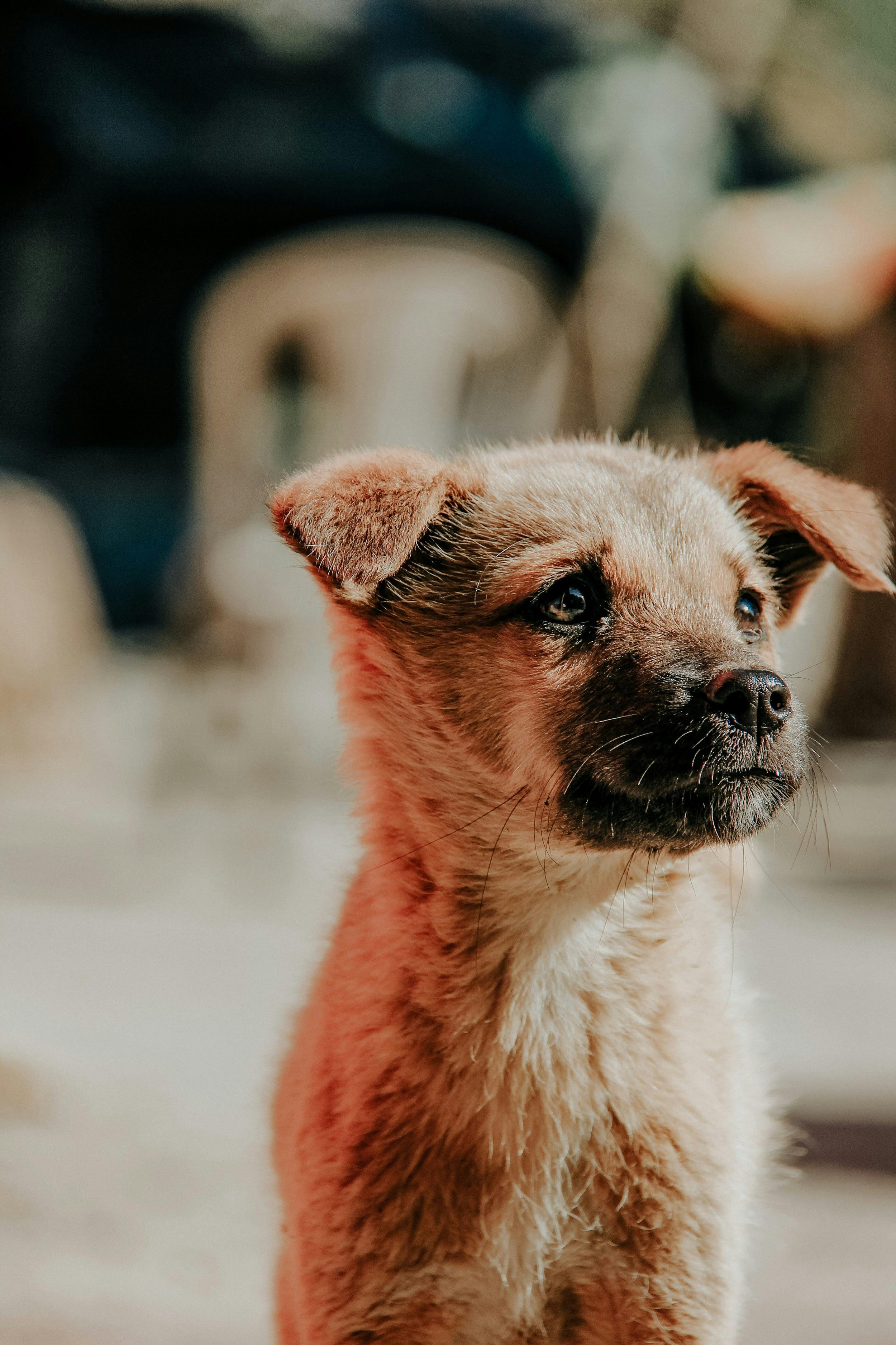 A young puppy with light brown fur and dark markings around its face, gazing to the side outdoors.