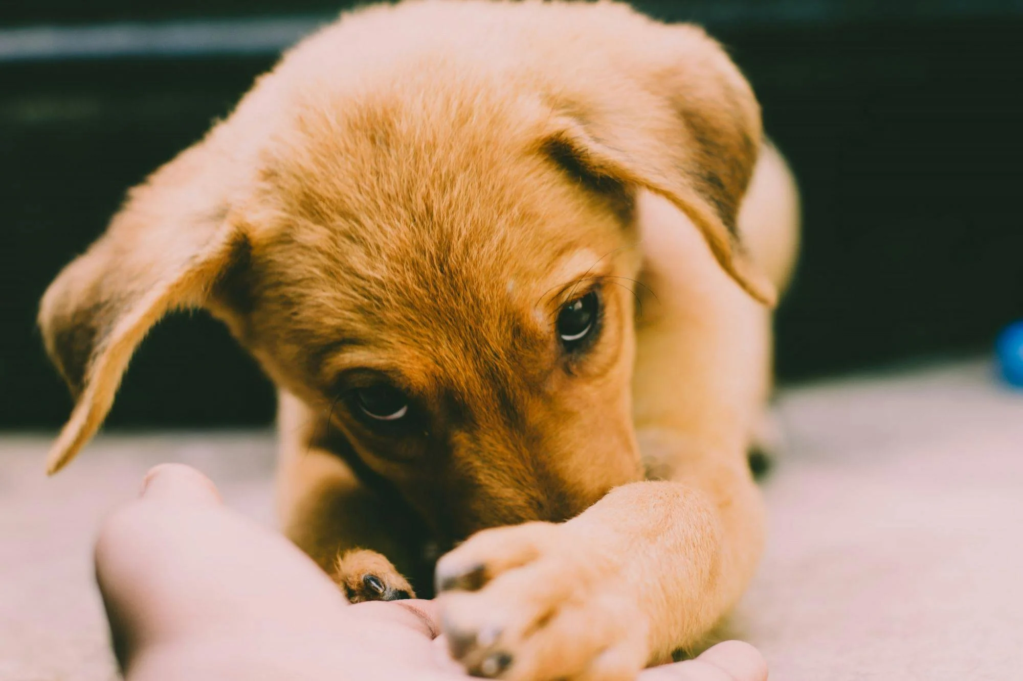 A cute brown puppy lying down with its head resting on a person's hand, looking directly at the camera.