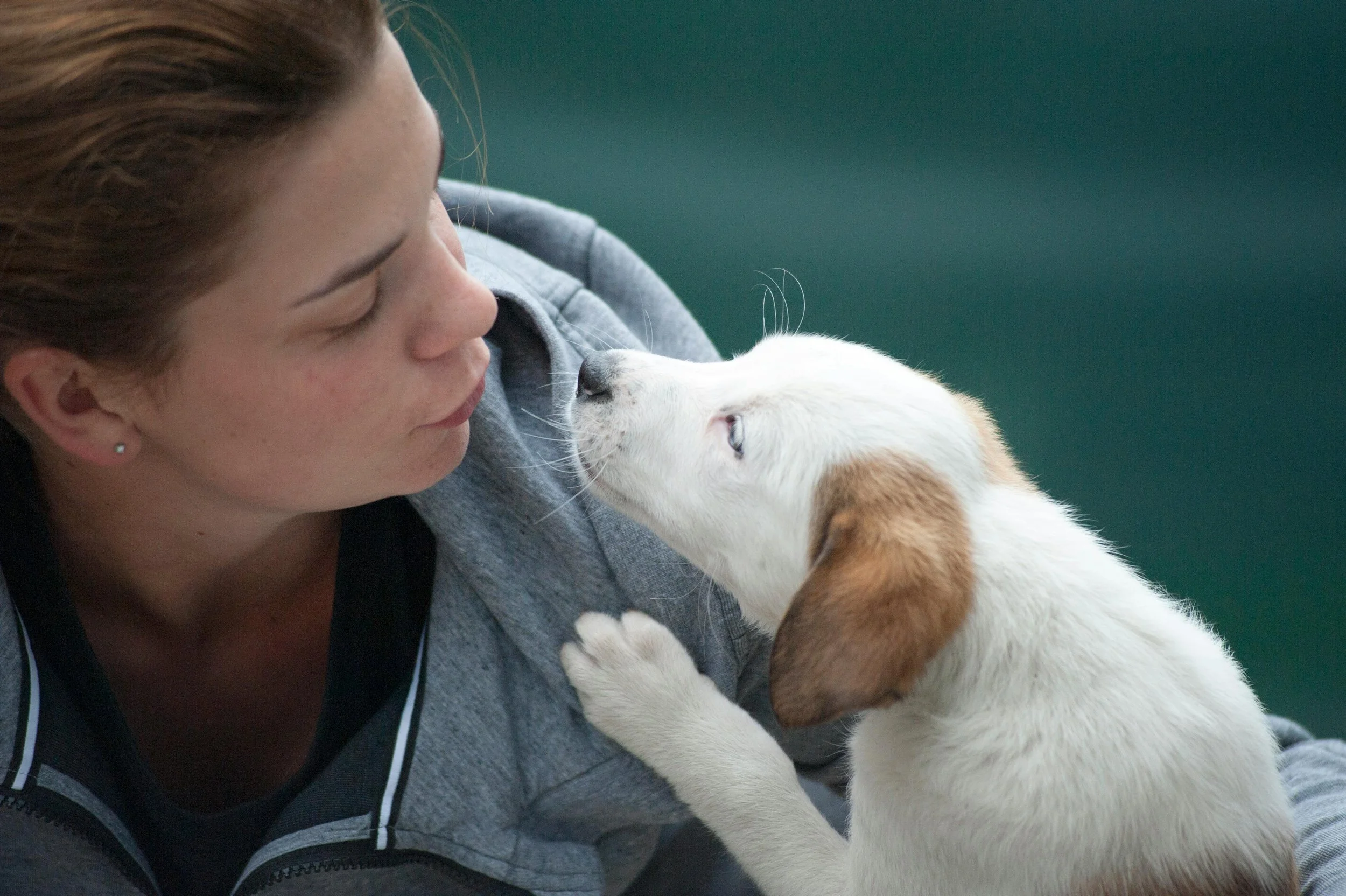 A woman and a small white puppy with brown ears are touching noses, showing affection.