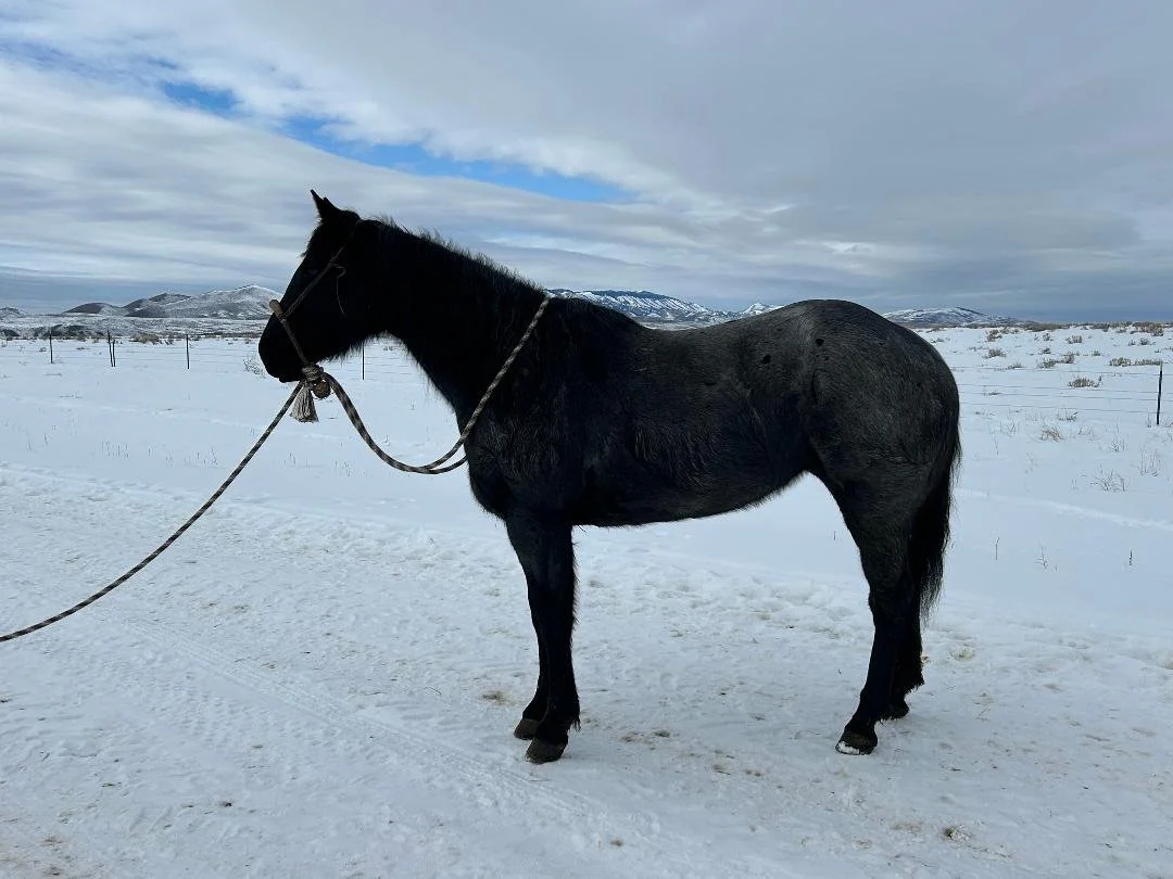 A black horse standing in a snowy field under a cloudy sky with mountains in the distance.