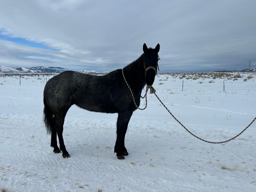 A black horse standing on snow-covered ground in a wide open landscape with mountains in the background and an overcast sky.