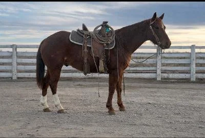 A brown horse with white markings on its legs standing on a dirt surface near a wooden fence, with a cloudy sky in the background.