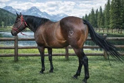 A brown horse with a heart-shaped marking on its hind leg, standing in a fenced grassy field with mountains and trees in the background.