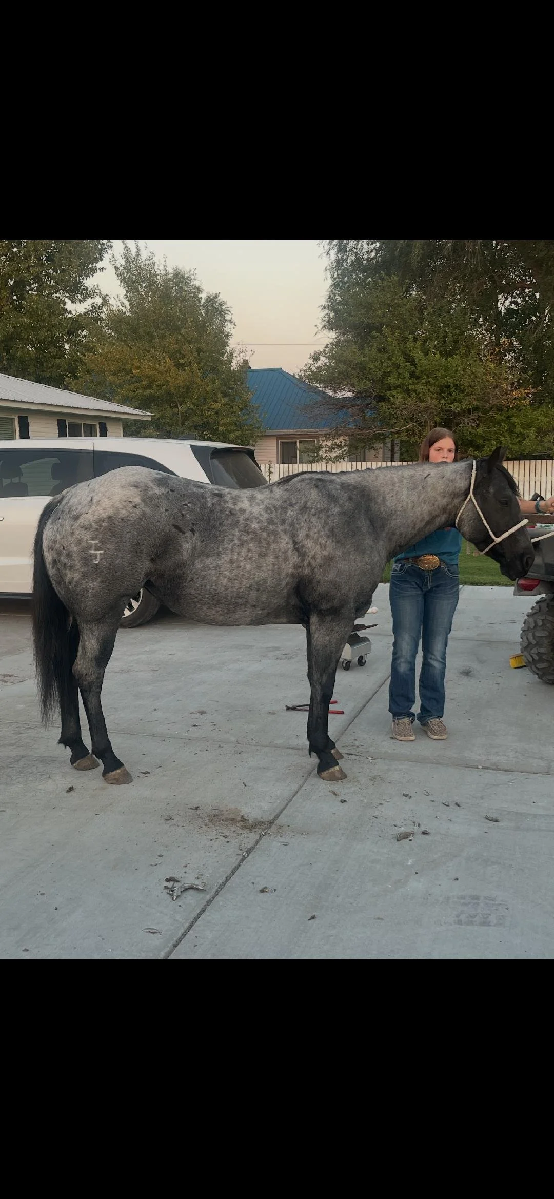 A gray horse with darker spots standing on a concrete driveway, with a young girl standing nearby holding its reins.