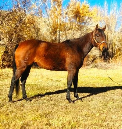 Brown horse standing on grassy field with autumn trees in the background.