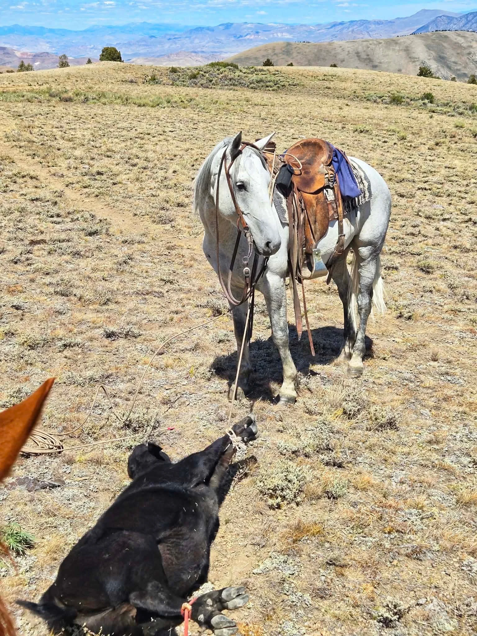 A black dog pulling on a leash tied to a white horse with a saddle, in an open, dry, grassy landscape under a blue sky with mountains in the background.