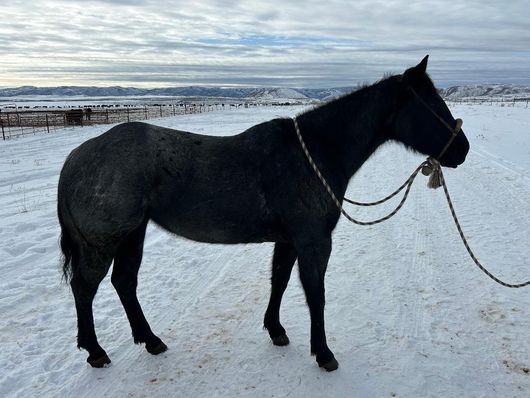 A black and gray horse standing on snow-covered ground in a rural landscape with fencing and distant mountains under a cloudy sky.