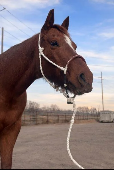 A brown horse wearing a sparkly white halter and lead rope, standing outdoors with a fence, trees, and utility poles in the background during a clear day.