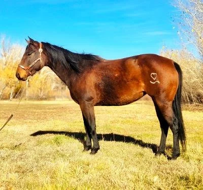 A brown horse with a heart and initials carved into its side, standing in a field under a clear blue sky.
