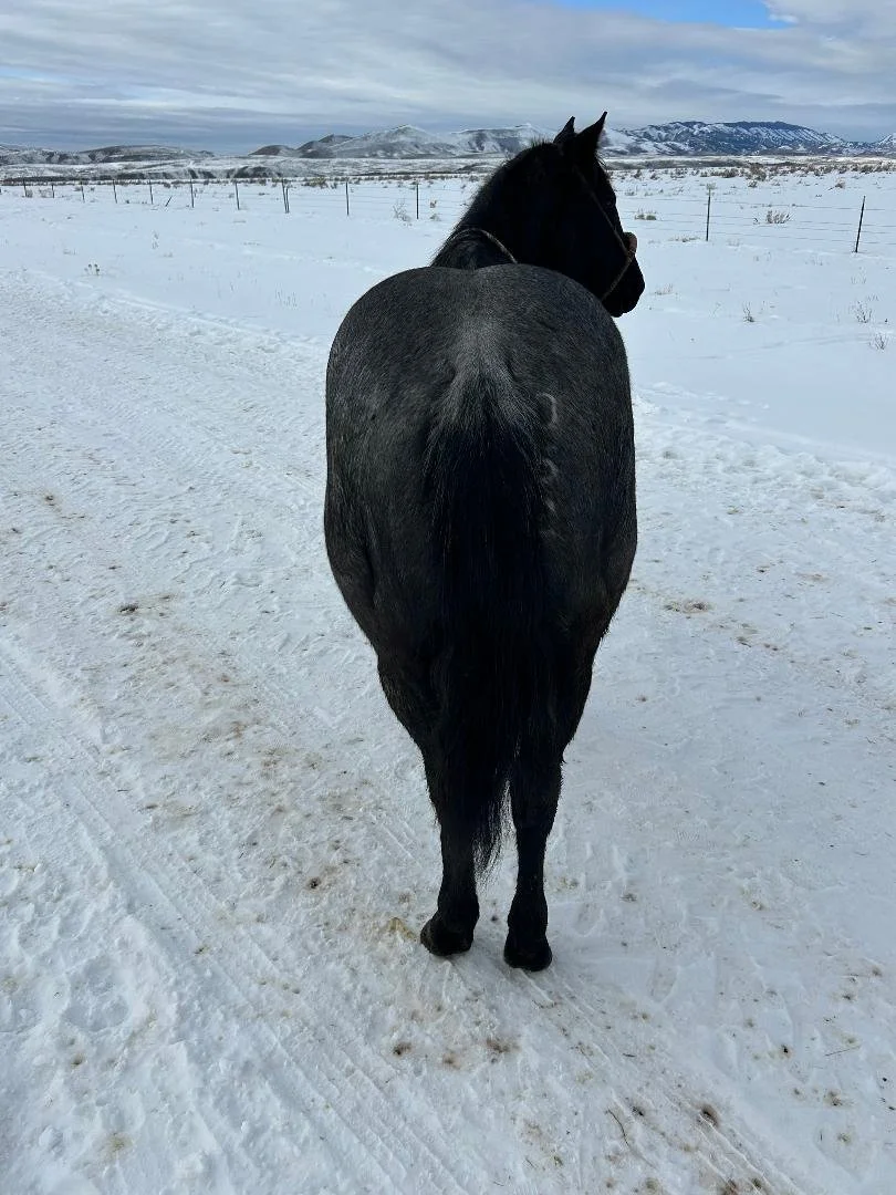 Black horse standing on snowy ground facing away in a snowy landscape with mountains in the background.