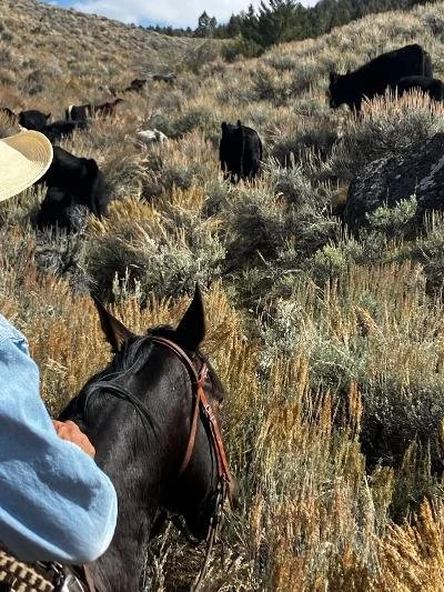 Person on horseback riding in hilly terrain with cattle grazing on dry grass and shrubs.