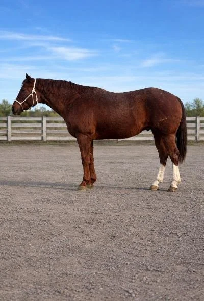 A brown horse with a white marking on its face standing on a dirt surface in an outdoor paddock with a wooden fence and blue sky in the background.