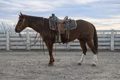 A brown horse with a saddle, standing in an outdoor riding arena with a wooden fence and cloudy sky in the background.