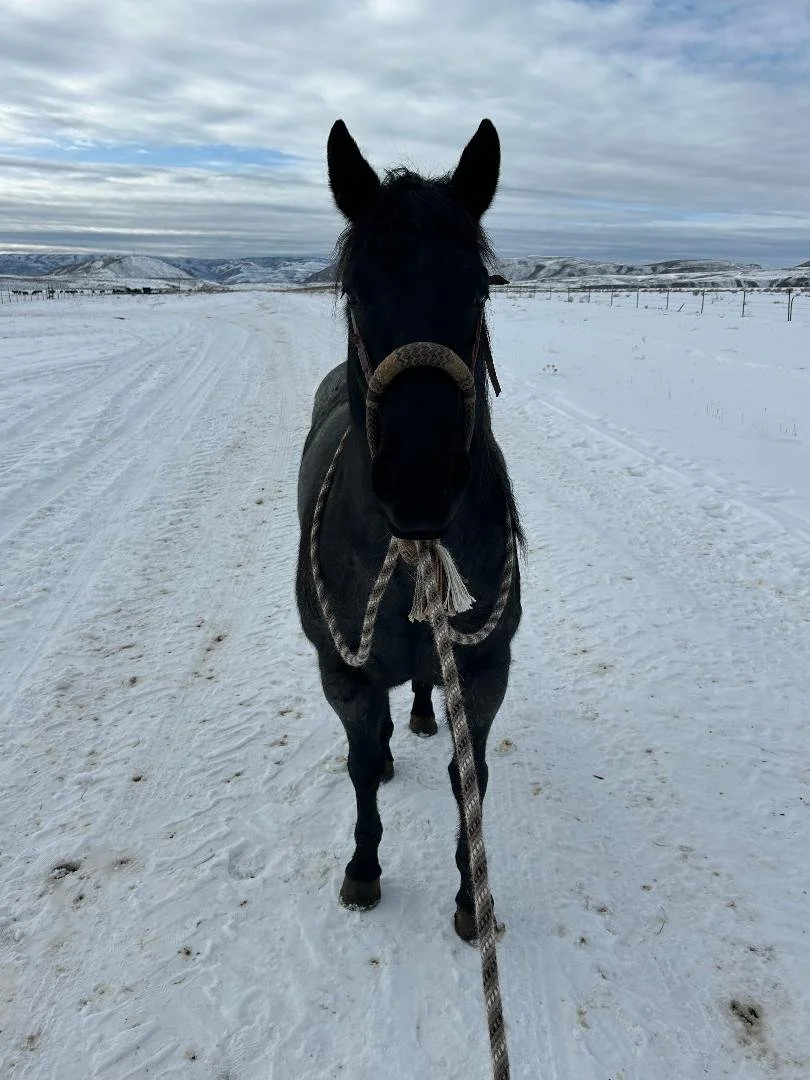 A black horse standing on a snowy trail in a winter landscape with hills and a cloudy sky in the background.