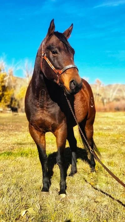 A brown horse standing on a grassy field with a clear blue sky in the background.