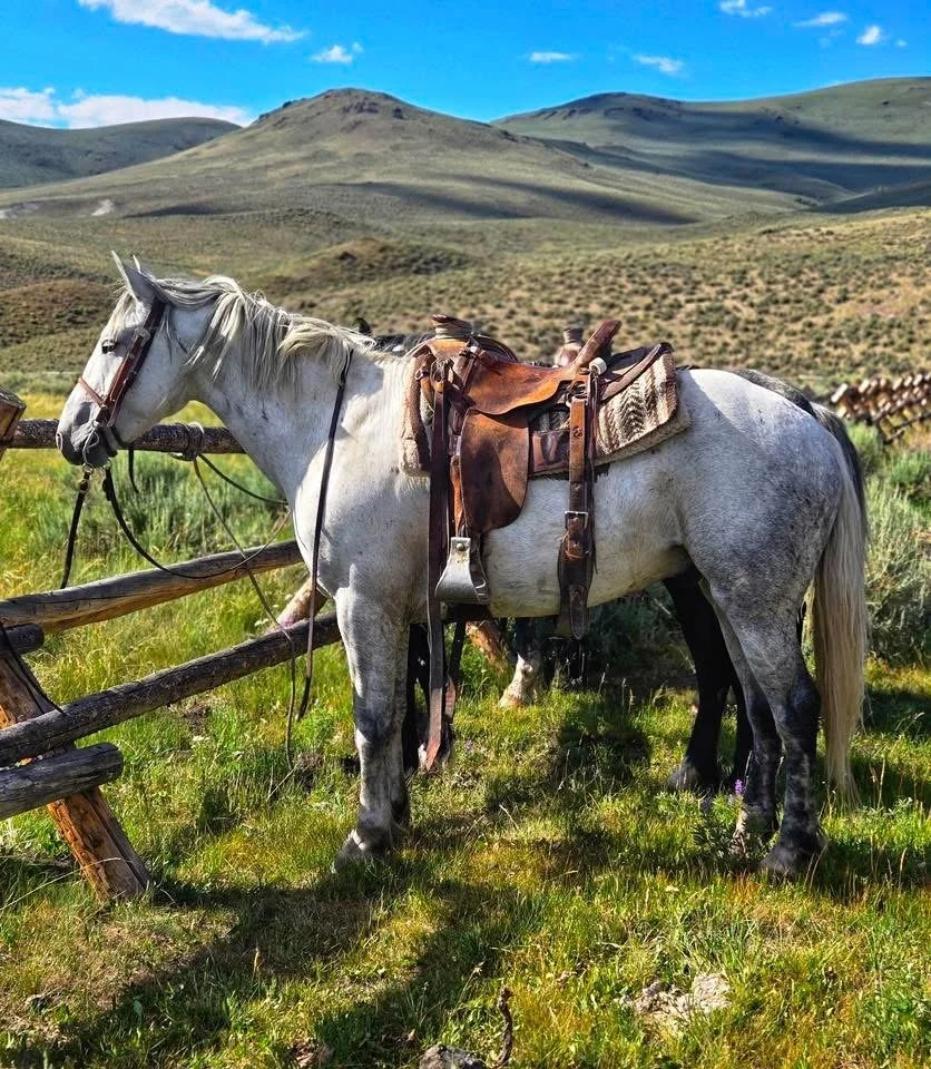 A white horse with a saddle and bridle standing on grass next to a wooden fence in a hilly landscape under a partly cloudy sky.