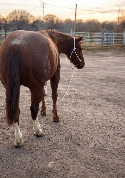 A brown horse with a white rope halter standing on a dirt ground in an outdoor area at sunset.