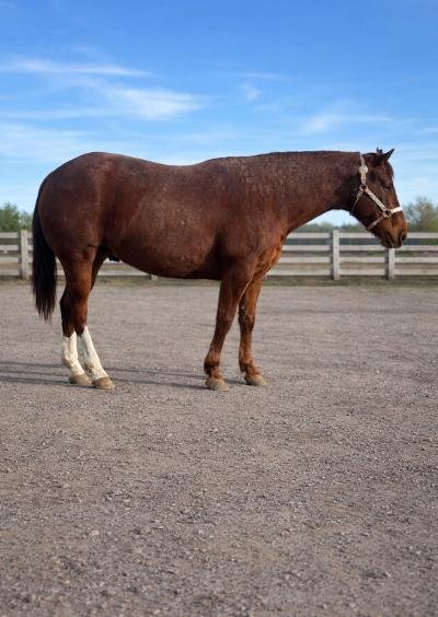 A brown horse with white markings on its legs standing on a gravel surface in an outdoor area with a wooden fence and blue sky in the background.