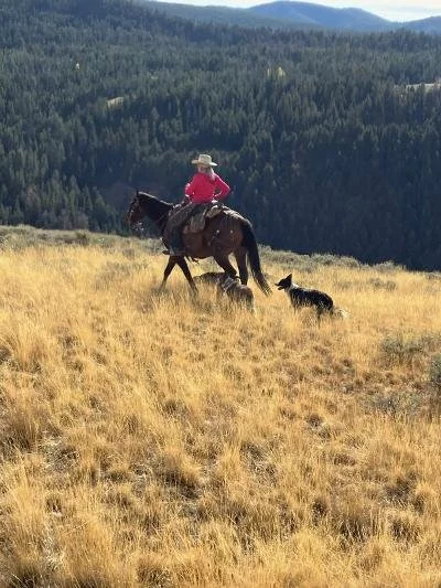 A person riding a horse in a grassy field with a dog running beside them and a forested mountain landscape in the background.
