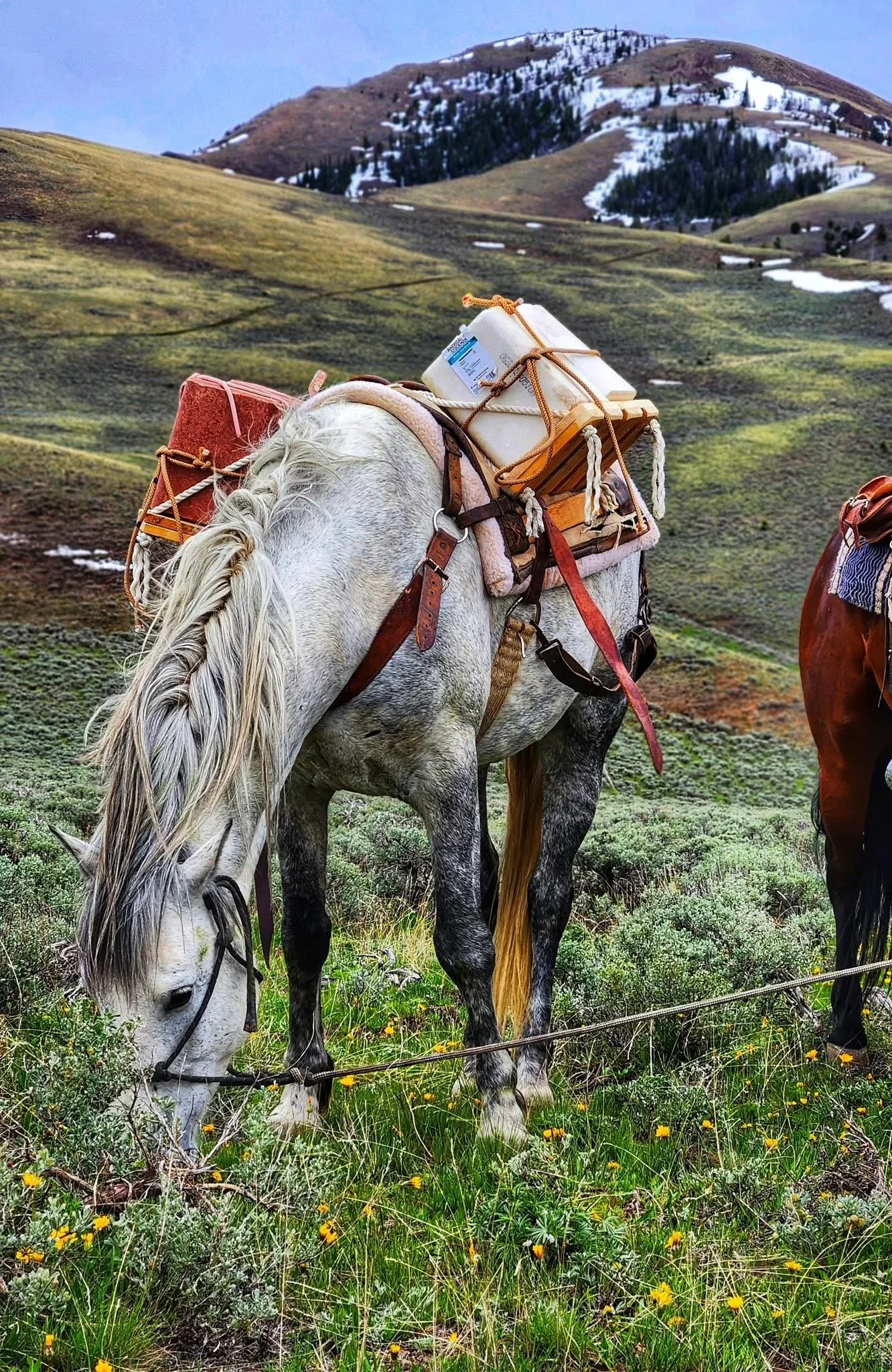 A white horse grazing in a meadow with green grass and yellow flowers, carrying backpacks with supplies on its back, with mountains and snow patches in the background.
