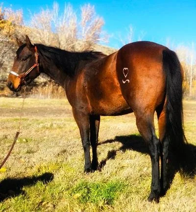 A brown horse with a black mane standing on grass outdoors, with a white heart and the letter 'C' marked on its hindquarter.