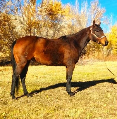 Brown horse standing on grass with autumn trees in the background.